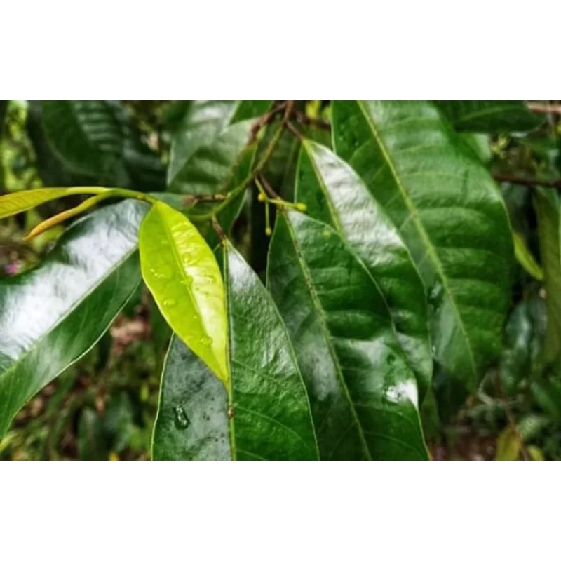 

Daun pala segar 150 gram