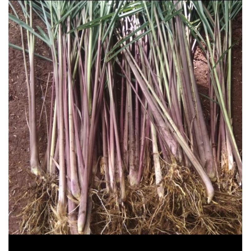 

Sereh merah ,sereh wangi /sereh lanang 500 gram