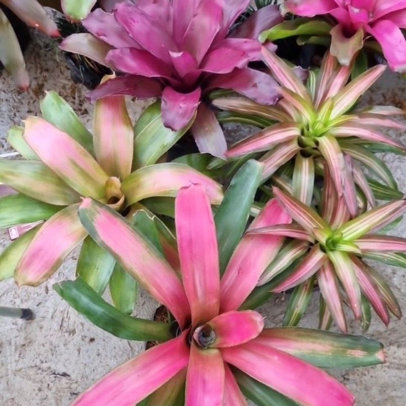 Paket bromelia