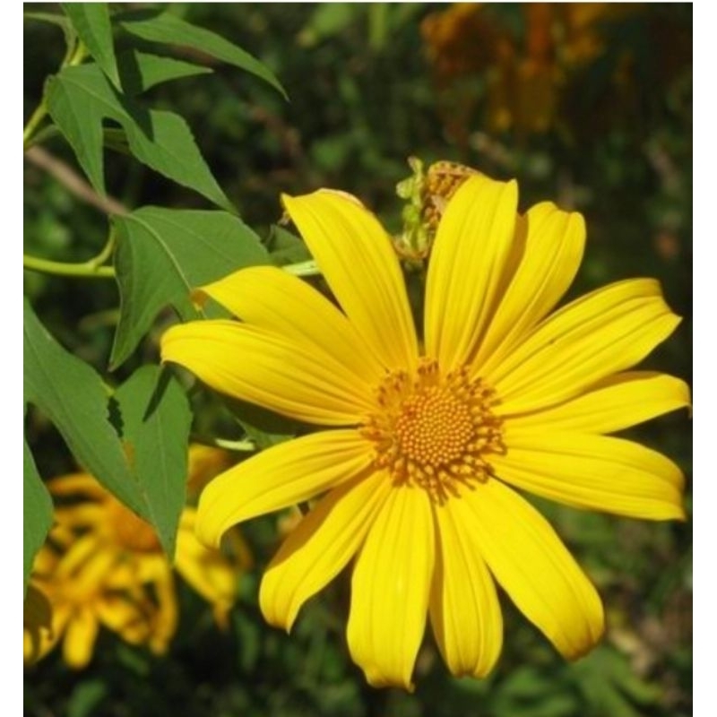 

Bungga insulin atau ki pait segar petik langsung alami 100 gram