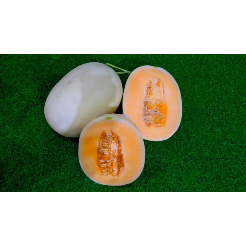 

Melon hydroponik green houuse Honey Dew/ like sweetnet