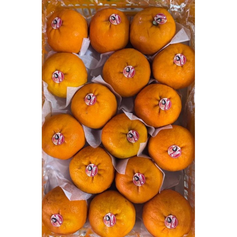 

Jeruk Wokam Belle Seedlees