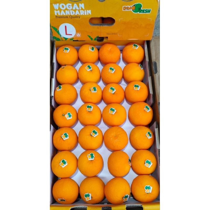 

Jeruk Wogan Dino per/kg seedless