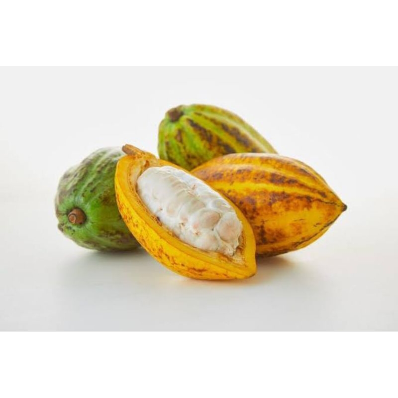 

BUAH COKLAT ASLI ORIGINAL KAKAO