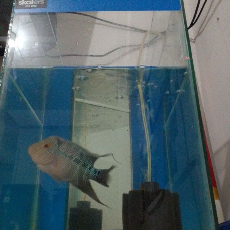 ikan Louhan cencu asli indonesia