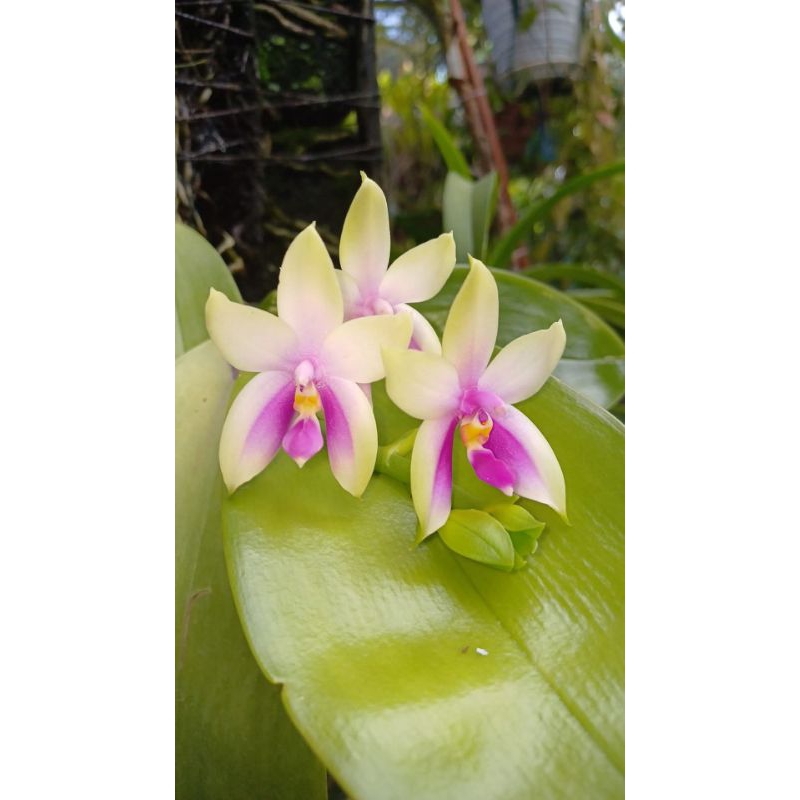 Phalaenopsis Bellina