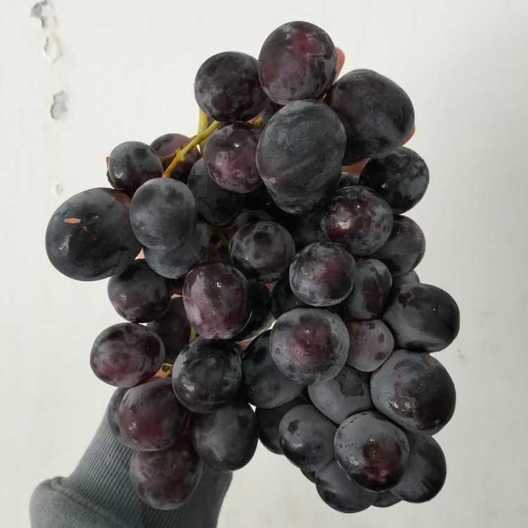 

anggur hitamn autumn 1kg