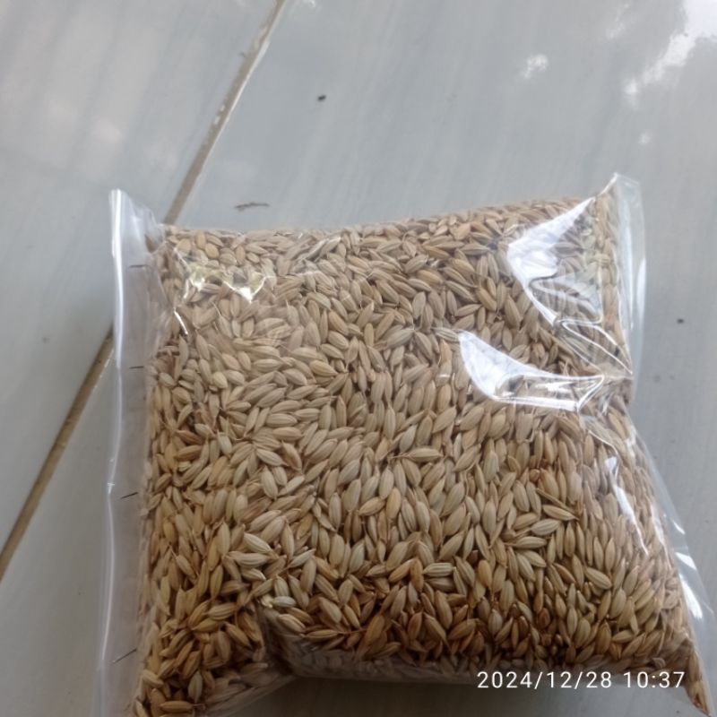 Gabah padi ketan hitam ber tangkai 300gram