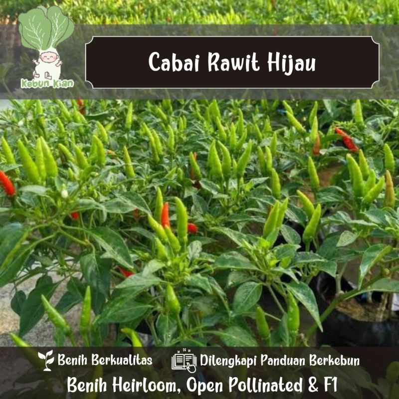 50 Biji - Benih Cabai Rawit Hijau