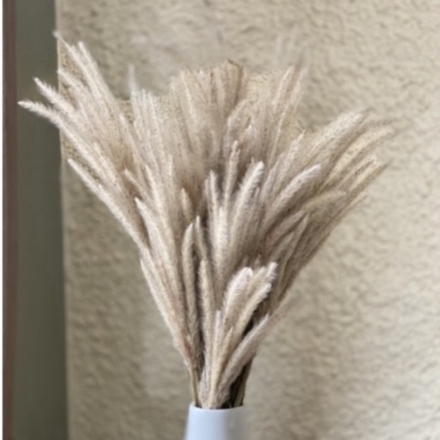 Kapas Ilalang Putih Buket Bunga Kering Dried Flowers Rustic (+/- 25 batang)