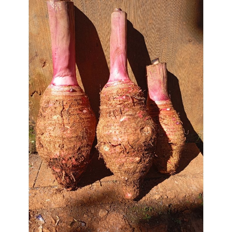 paket 2kg umbi talas pratama 3/talas ungu bonus bibit 5 bibit