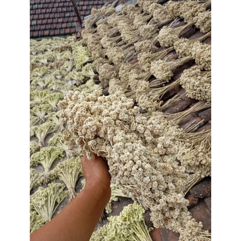 Bunga edelwiss bromo blecing putih