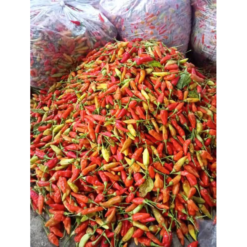 

Cabe rawit Cakra setengah kg tuban