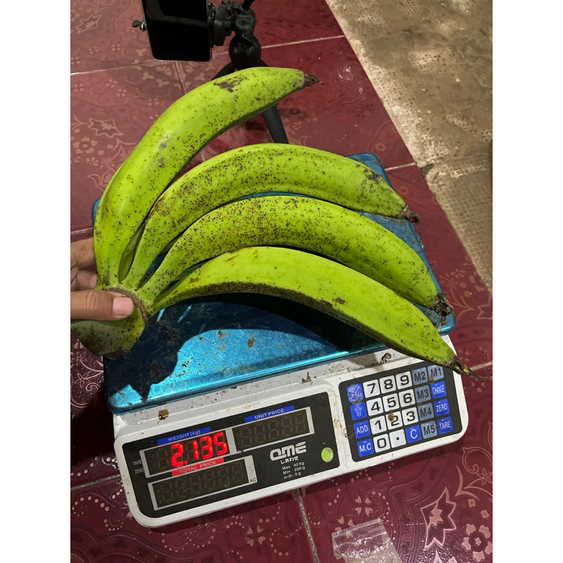 

pisang tanduk murah