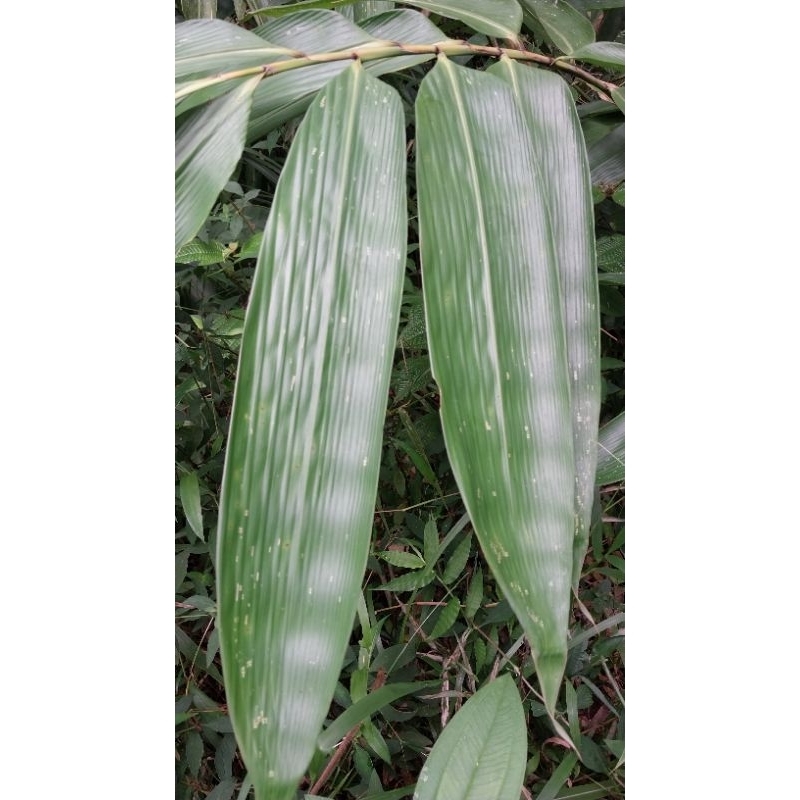 

DAUN BAMBU BACHANG/DAUN BAMBU SEGAR