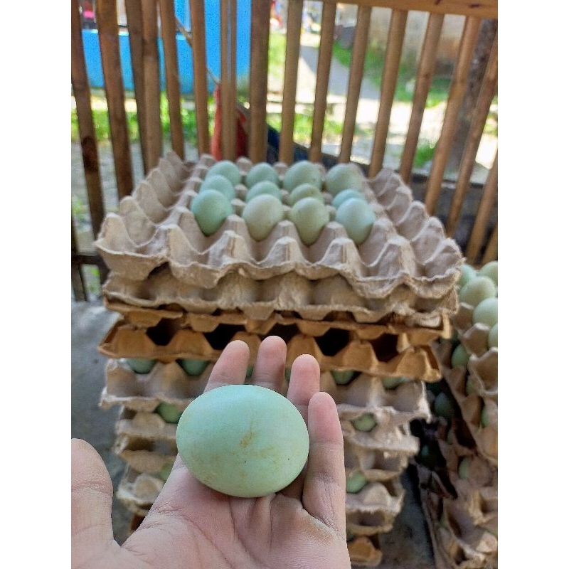 

Telur Bebek Mentah Gurih / Telor Bebek Kualitas Terbaik