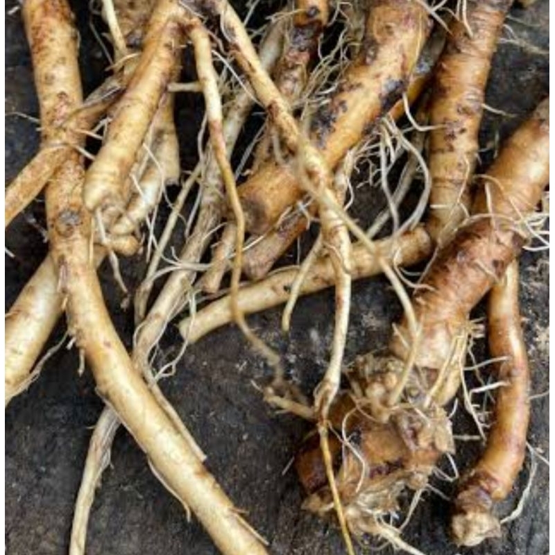 

Akar insulin segar akar kipahit segar 250 gram