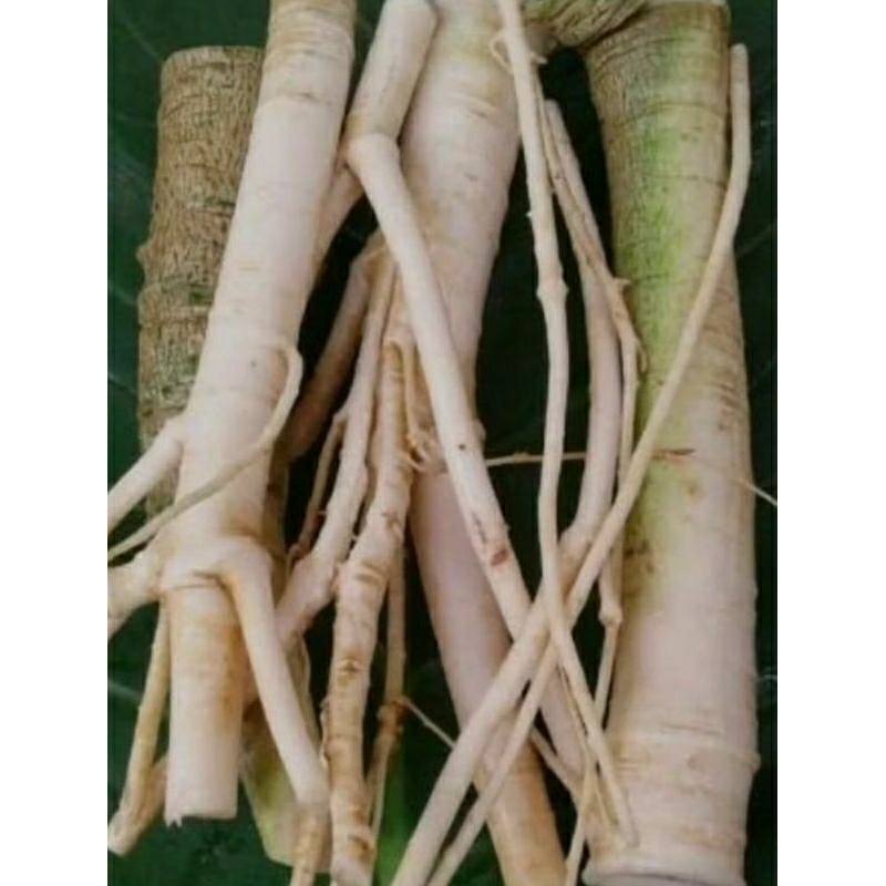 

250 GRAM AKAR PEPAYA SEGAR ORGANIK