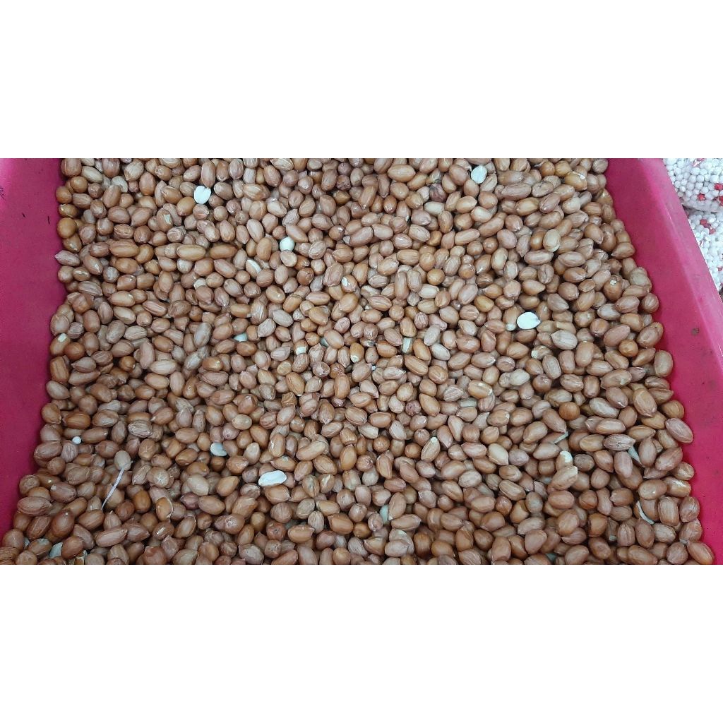 

Kacang Tanah 1 Kg, READY STOCK !!!