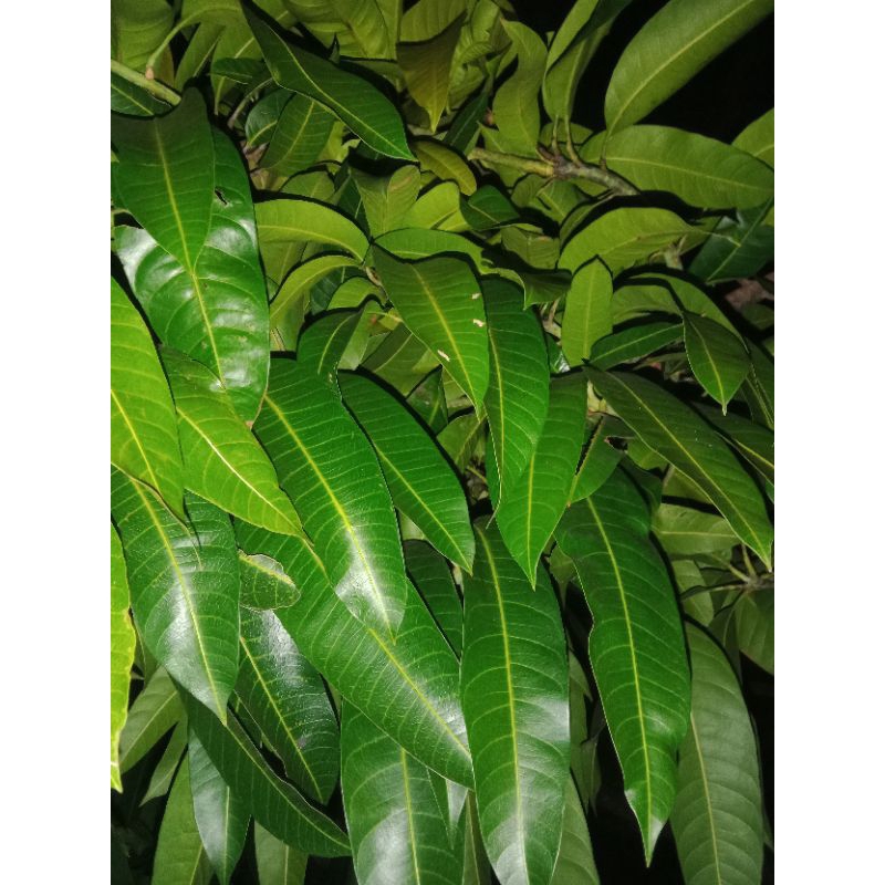 

Daun Mangga Kiojay Thailand