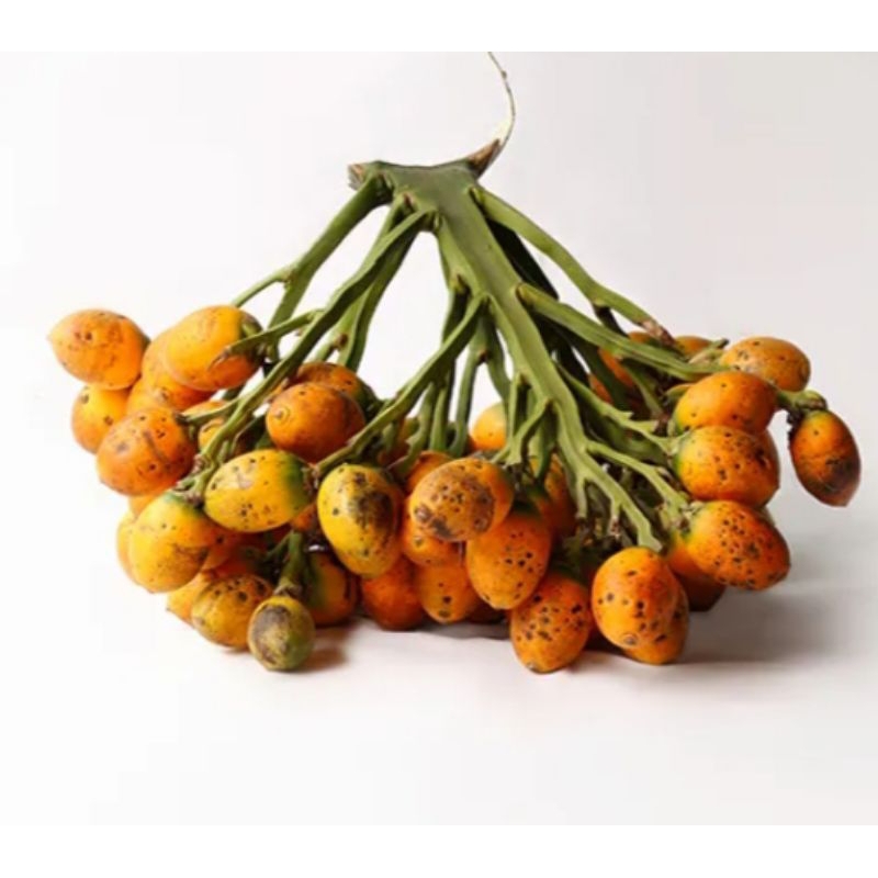 

Buah pinang tua untuk stamina dan vitalitas pria