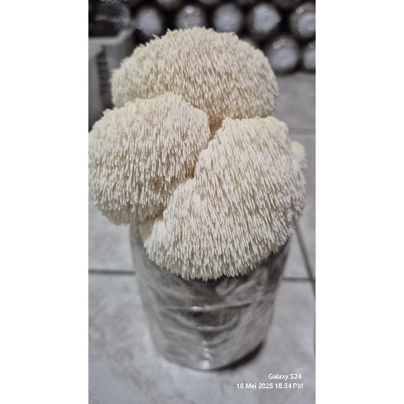 

Baglog Jamur Surai Singa Lion's Mane Mushroom