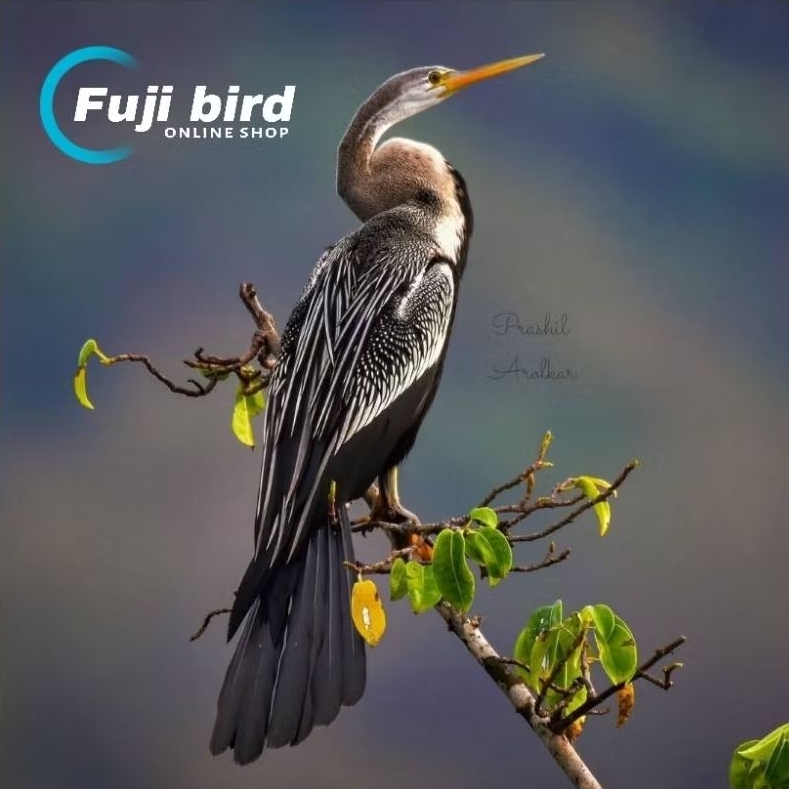 BURUNG PECUK ULAR BURUNG HIAS PILIHAN AVIARY