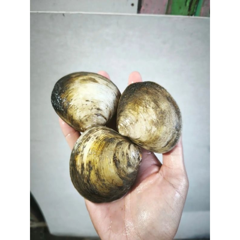 

Kerang totok live Kerang Madu Segar Kerang hasil laut segar 1kg