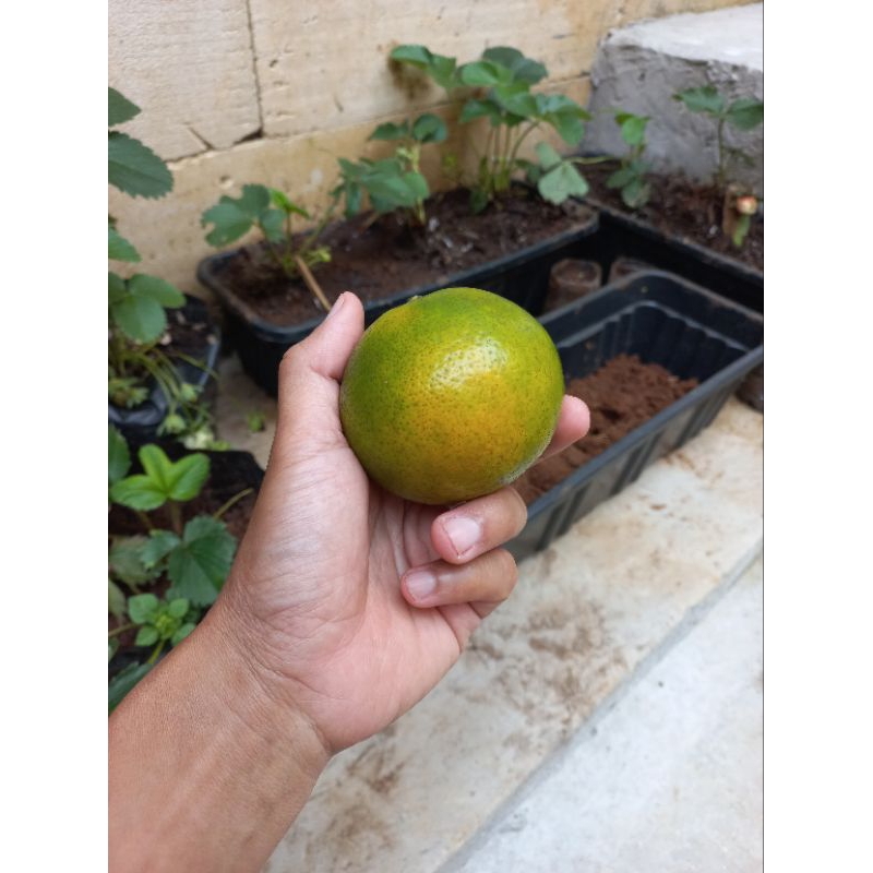 

Buah jeruk keprok terigas,manis fresh matang pohon
