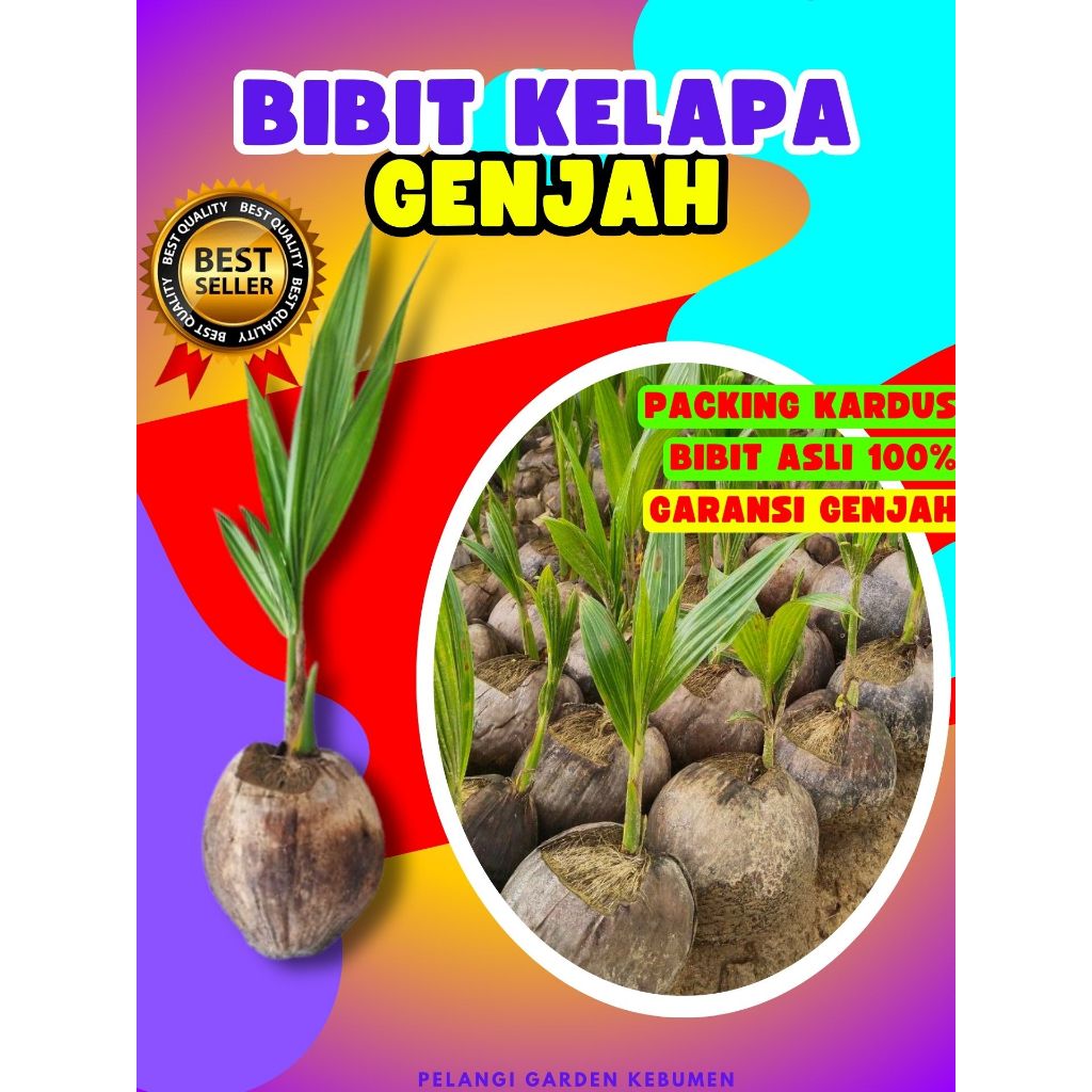 CEPAT BUAH..  Tanaman Buah Kelapa Tua Bulat, Tanaman Buah Kelapa Tua Utuh, Tanaman Buah Kelapa Tua K