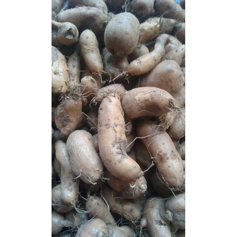 BIBIT UNGGUL 1kg KENTANG HITAM/KLECI/KENTANG BULU HITAM