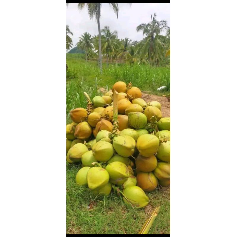 

Kelapa muda fresh 1 butir