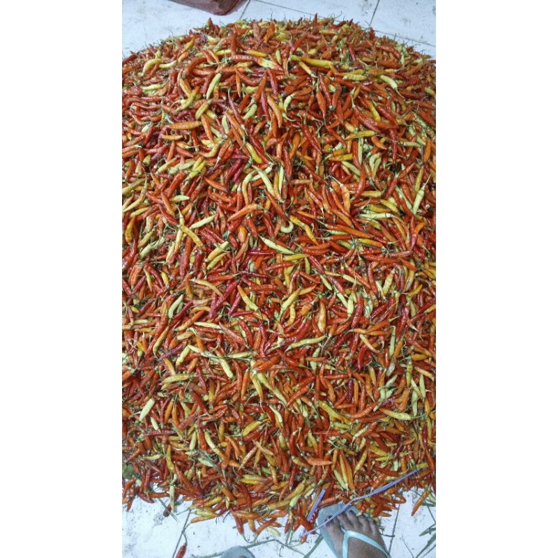 

cabe kecil