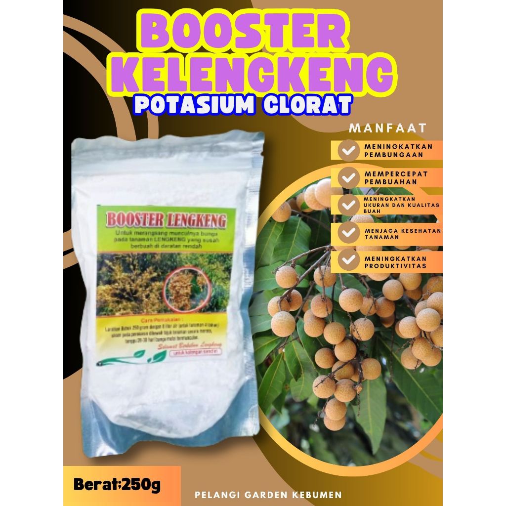 DIJAMIN ASLI  Booster Buah Kelengkeng Merah Cangkok Berbuah, Booster Buah Kelengkeng Matalada, Boost