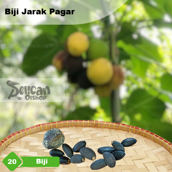 Biji Buah Jarak Pagar 20 pcs siap tanam untuk umpan pancing
