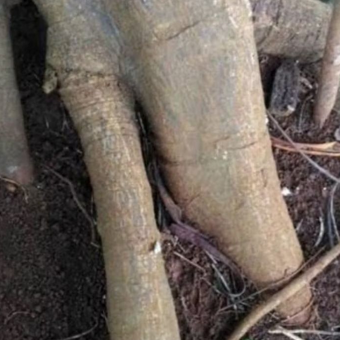 

Kulit pohon sukun segar organik 1 kg