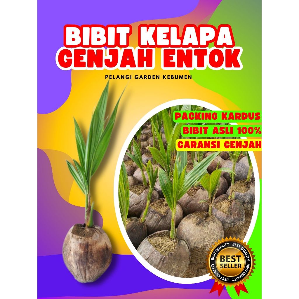 BIBIT UNGGUL.. Bibit Kelapa Genjah Kopyor, Bibit Kelapa Genjah Entok Asli, Bibit Kelapa Genjah Entok