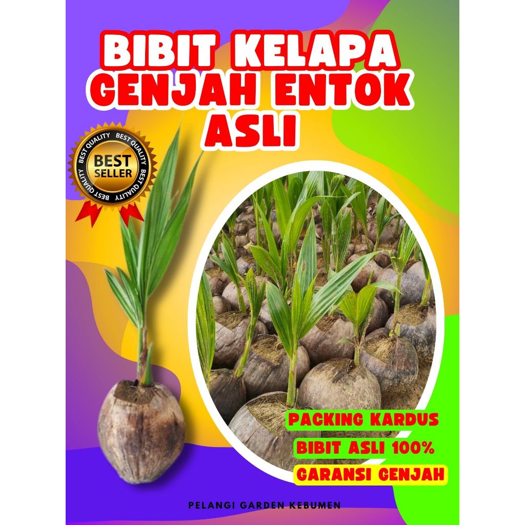 3 TAHUN BUAH..  Bibit Kelapa Genjah Entok Kebumen, Bibit Kelapa Genjah Entok Anakan, Bibit Kelapa Ge
