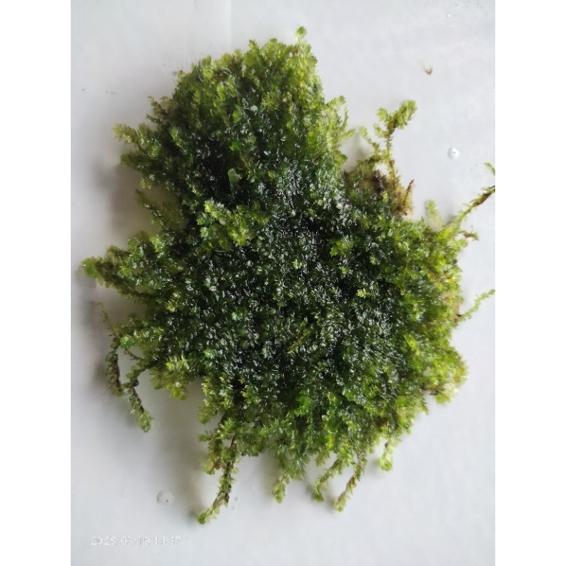 Moss Weeping tropica