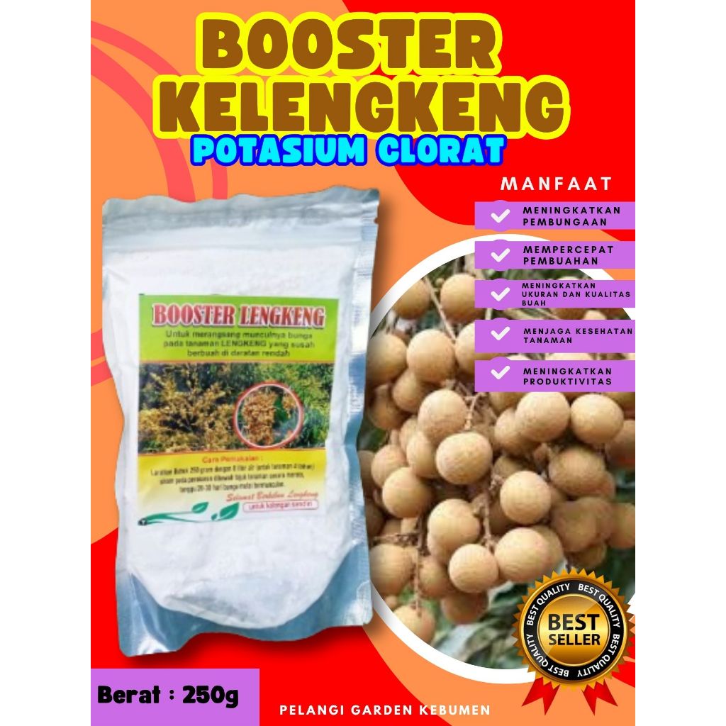 UNGGULAN ! Booster Kelengkeng Stek