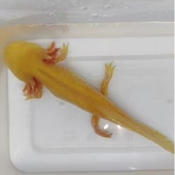Axolotl golden 11-12cm