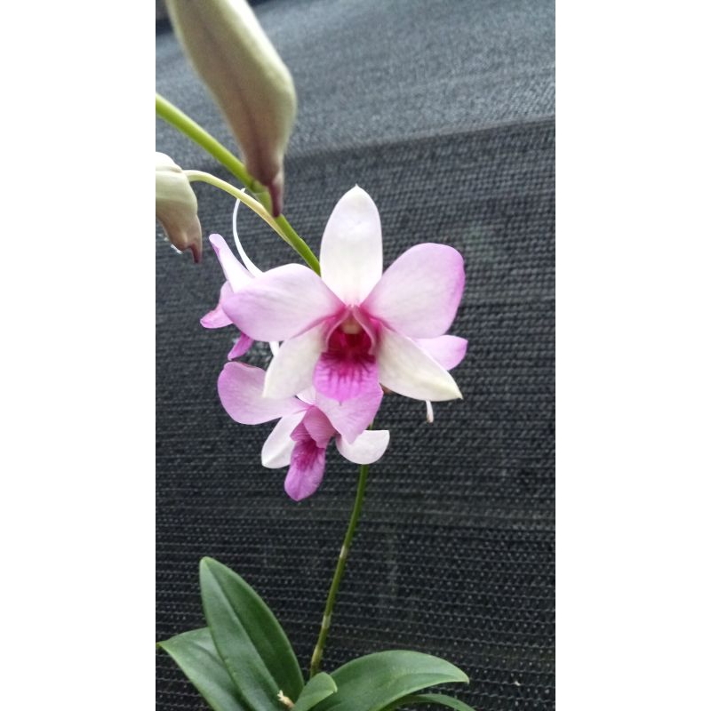 dendrobium mentangai