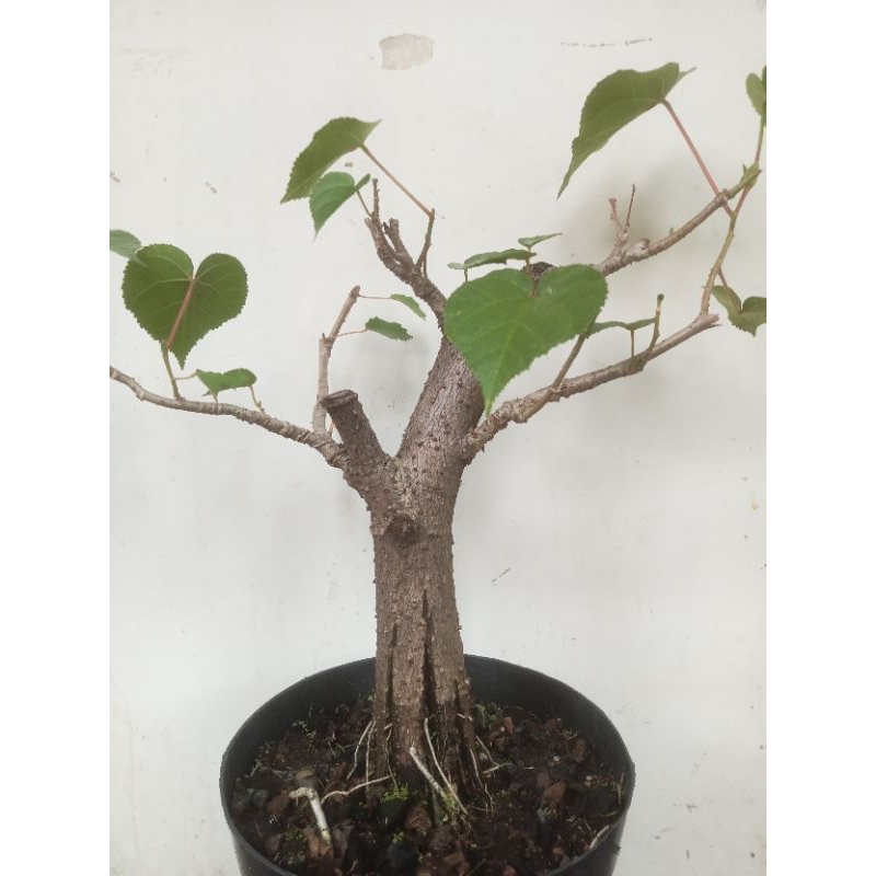 bahan Bonsai Waru