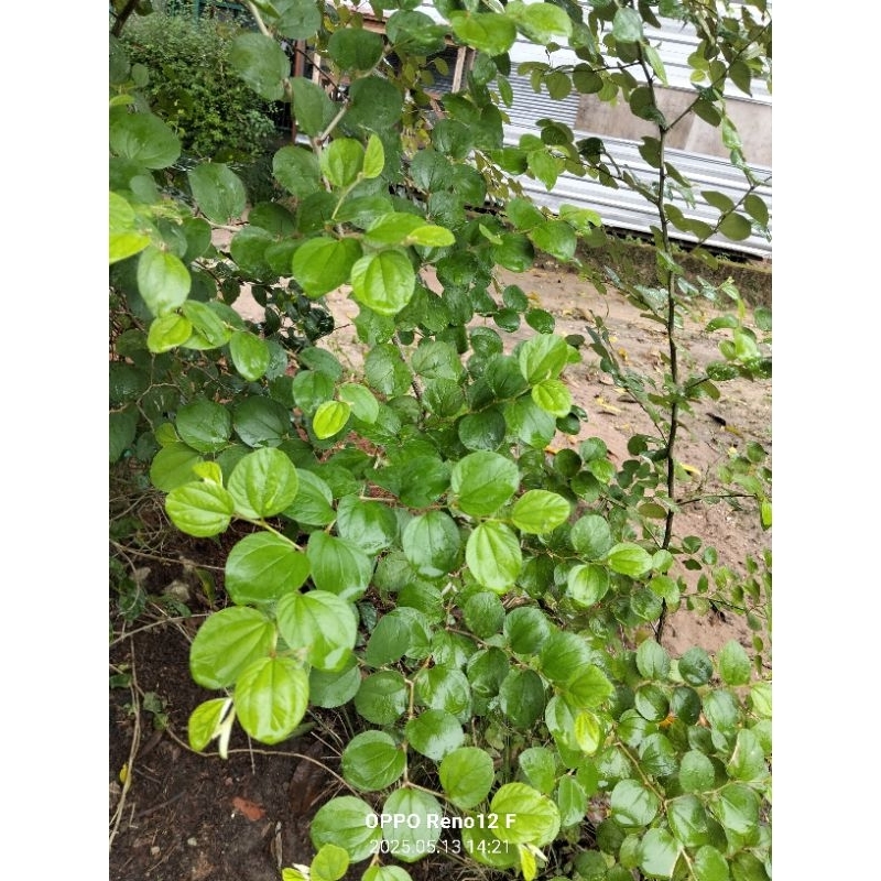 

minuman herbal daun segar Bidara