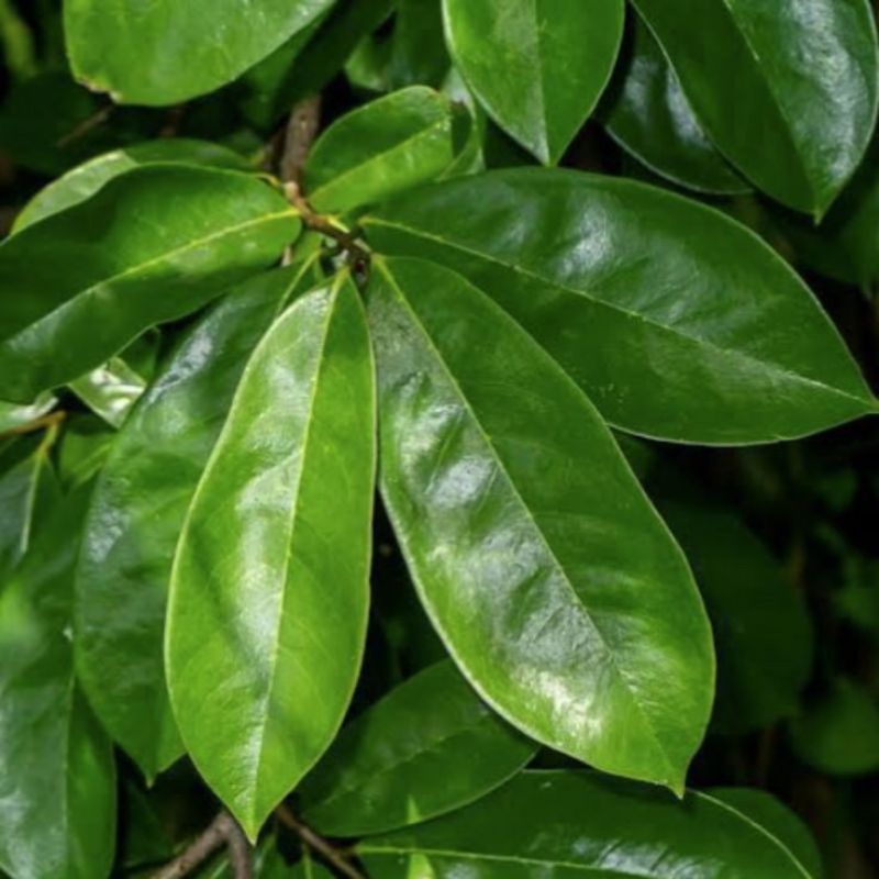 

100 lembar daun sirsak