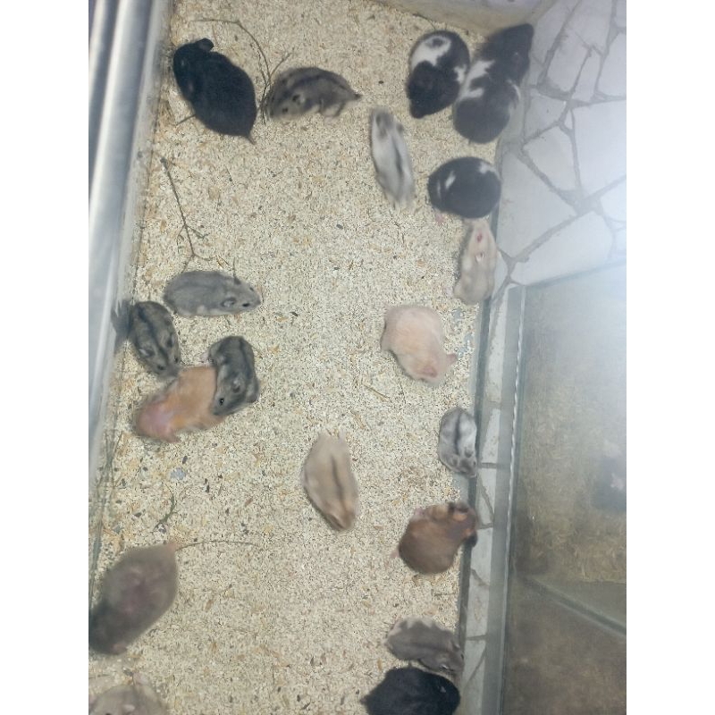 Hamster Winter White Sepasang