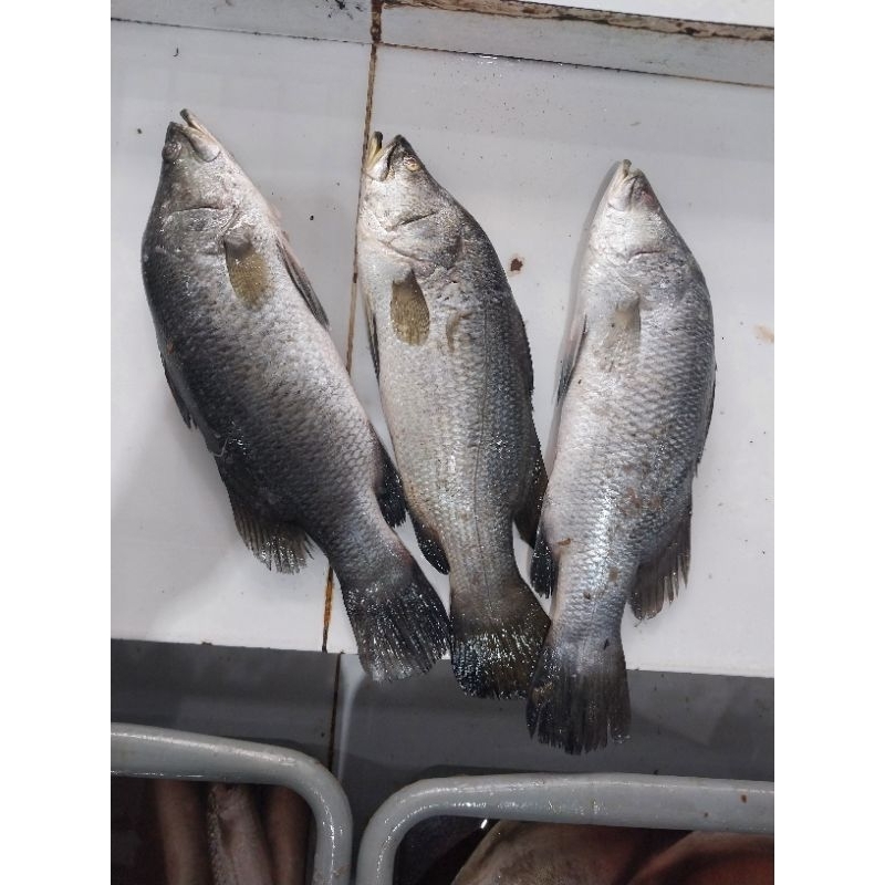 

ikan kakap putih