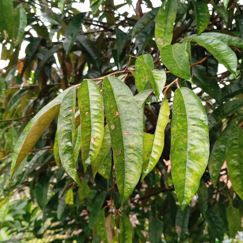 

Daun durian segar organik paket 500 gram