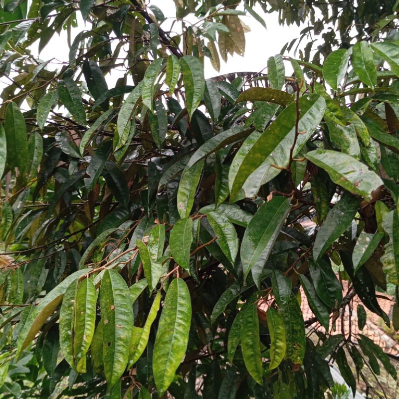 

Daun durian segar organik paket 1 kg