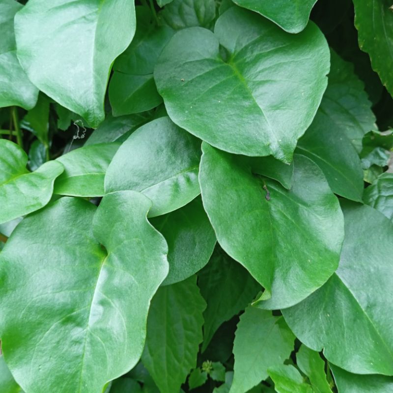 

Daun binahong hijau segar organik 1 kg